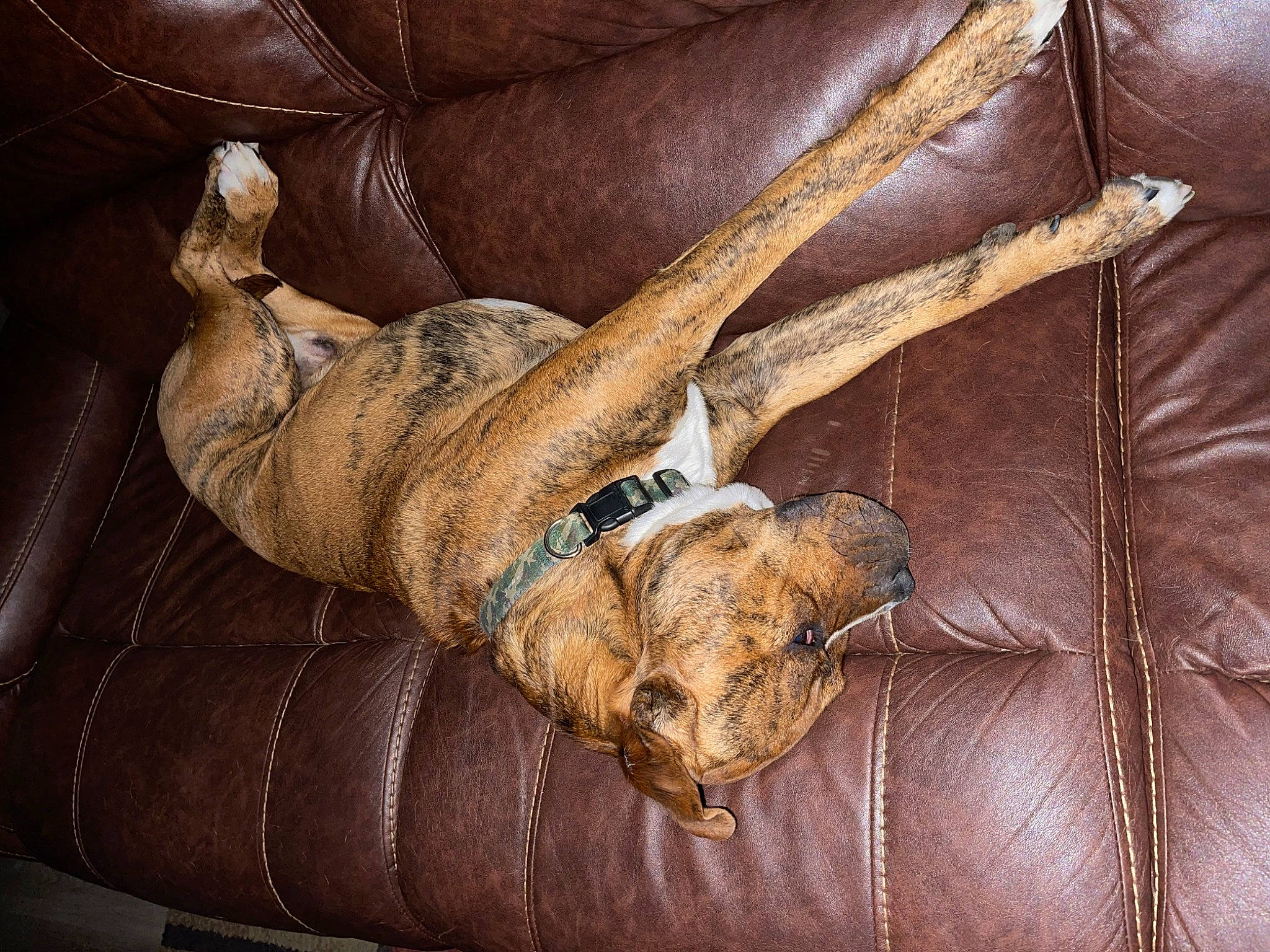 Exodus joined the competition — help win amazing prizes! armrest, bag, brown, carnivore, comfort, couch, dog, fawn, fur, hardwood, human_leg, leather, linens, liver, pattern, shotgun, sporting_group, wood, wrinkle, wrist