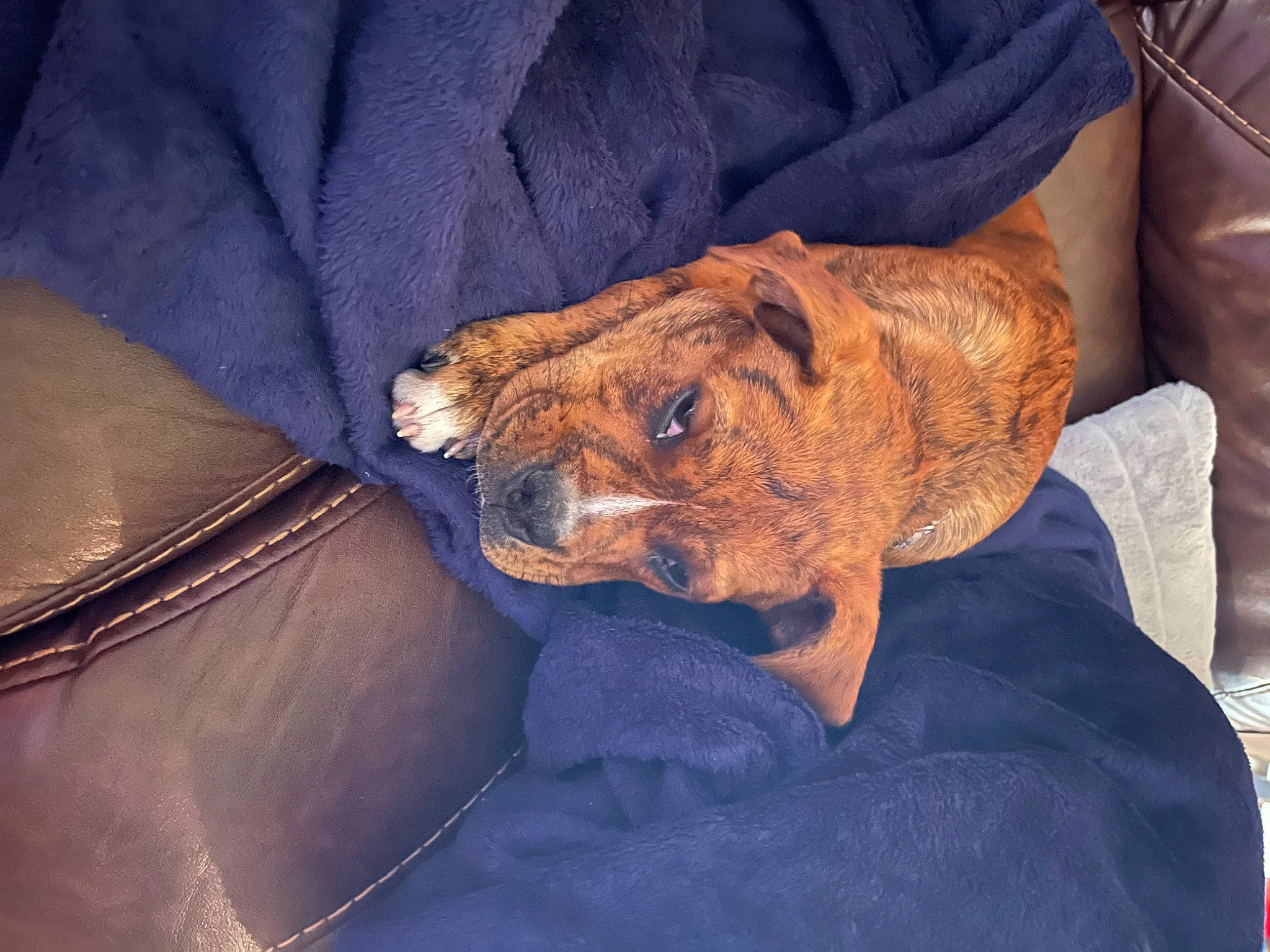 Exodus joined the competition — help win amazing prizes! canidae, carnivore, claw, comfort, companion_dog, dog, dog_breed, electric_blue, fawn, felidae, fur, liver, nap, puppy, sleep, snout, sporting_group, terrestrial_animal, whiskers, wrinkle