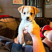 Mickey Mouse is registered to the contest to win money with this photo: casual, couch, curtains, dog, furniture, hand, indoor, lamp, living_room, man, person, pet, phone, portrait, puppy, red_shoes, relaxing, sitting, wall_art, woman