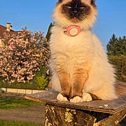 Romy participe au concours pour gagner de l'argent avec cette photo : animal, blue_eyes, cat, clear_sky, collar, daytime, fluffy, fur, garden, majestic, nature, outdoor, peaceful, pet, pink_flowers, portrait, sitting, sunlight, tree_stump, wooden_platform