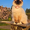 animal, blue_eyes, cat, clear_sky, collar, daytime, fluffy, fur, garden, majestic, nature, outdoor, peaceful, pet, pink_flowers, portrait, sitting, sunlight, tree_stump, wooden_platform