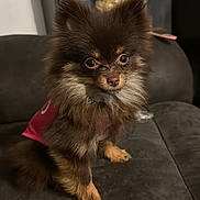 Holly is registered to the contest to win money with this photo: animal, brown_fur, canine, companion, couch, cute, dog, domestic, ears, eyes, fluffy, fur, household, indoor, looking, pet, pink_clothing, portrait, sitting, small_dog