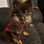 animal, brown_fur, canine, companion, couch, cute, dog, domestic, ears, eyes, fluffy, fur, household, indoor, looking, pet, pink_clothing, portrait, sitting, small_dog