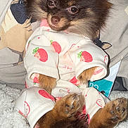 Holly joined the competition — help win amazing prizes! dog, pajamas, small_dog, fluffy, brown_fur, cute, pet, cozy, blanket, indoor, animal, paw, tail, fur, sitting, clothing, cute_pet, domestic_animal, resting, portrait