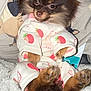 dog, pajamas, small_dog, fluffy, brown_fur, cute, pet, cozy, blanket, indoor, animal, paw, tail, fur, sitting, clothing, cute_pet, domestic_animal, resting, portrait