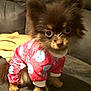 adorable, animal, big_eyes, brown_fur, clothing, couch, cozy, cute, dog, fluffy, fur, home, indoors, looking_up, pet, puppy, red_onesie, sitting, small_dog, soft_light