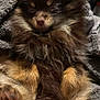 Holly joined the competition — help win amazing prizes! adorable, animal, brown, closeup, cozy, cute, dog, fluffy, fur, indoors, paws, peaceful, pet, puppy, relaxed, sleeping, small, snuggled, tan, towel