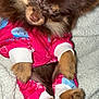 Holly is registered to the contest to win money with this photo: animal, blanket, brown_fur, clothing, companion, cozy, cute, cute_animal, dog, fur, indoors, pajamas, paws, pet, relaxed, resting, sleepy, small_dog, soft, tail