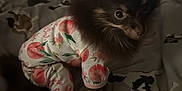 Holly is registered to the contest to win money with this photo: animal_print, bed, blanket, brown_fur, comfort, cozy, curious, cute, dog, domestic_animal, furry, home, indoors, pajamas, pet, puppy, resting, sleepwear, small_dog, soft_lighting