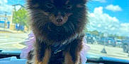 Holly joined the competition — help win amazing prizes! animal, blue_sky, car, clouds, cute, dashboard, daytime, dog, fluffy, fur, outdoor, parked_car, pet, pomeranian, portrait, small_dog, steering_wheel, sunny, vehicle_interior, window