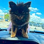 Holly joined the competition — help win amazing prizes! animal, blue_sky, car, clouds, cute, dashboard, daytime, dog, fluffy, fur, outdoor, parked_car, pet, pomeranian, portrait, small_dog, steering_wheel, sunny, vehicle_interior, window