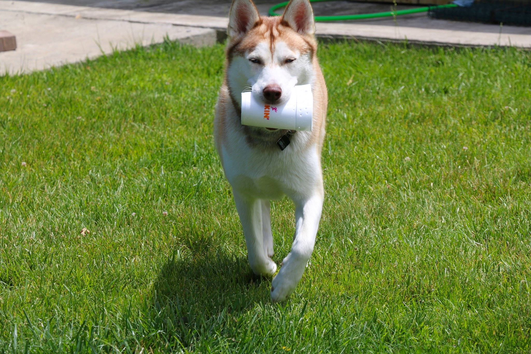 Apollo joined the competition — help win amazing prizes! alaskan_malamute, ancient_dog_breeds, canadian_eskimo_dog, canidae, carnivore, companion_dog, dog, dog_breed, east_siberian_laika, grass, labrador_husky, mammal, saarloos_wolfdog, sakhalin_husky, shikoku, siberian_husky, sled_dog, vertebrate, west_siberian_laika, working_dog