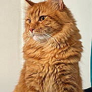 Louie joined the competition — help win amazing prizes! cat, orange_cat, fluffy, longhaired, furry, ginger, portrait, closeup, animal, pet, whiskers, ears, eyes, sitting, indoors, soft_lighting, fur, mammal, cute, regal