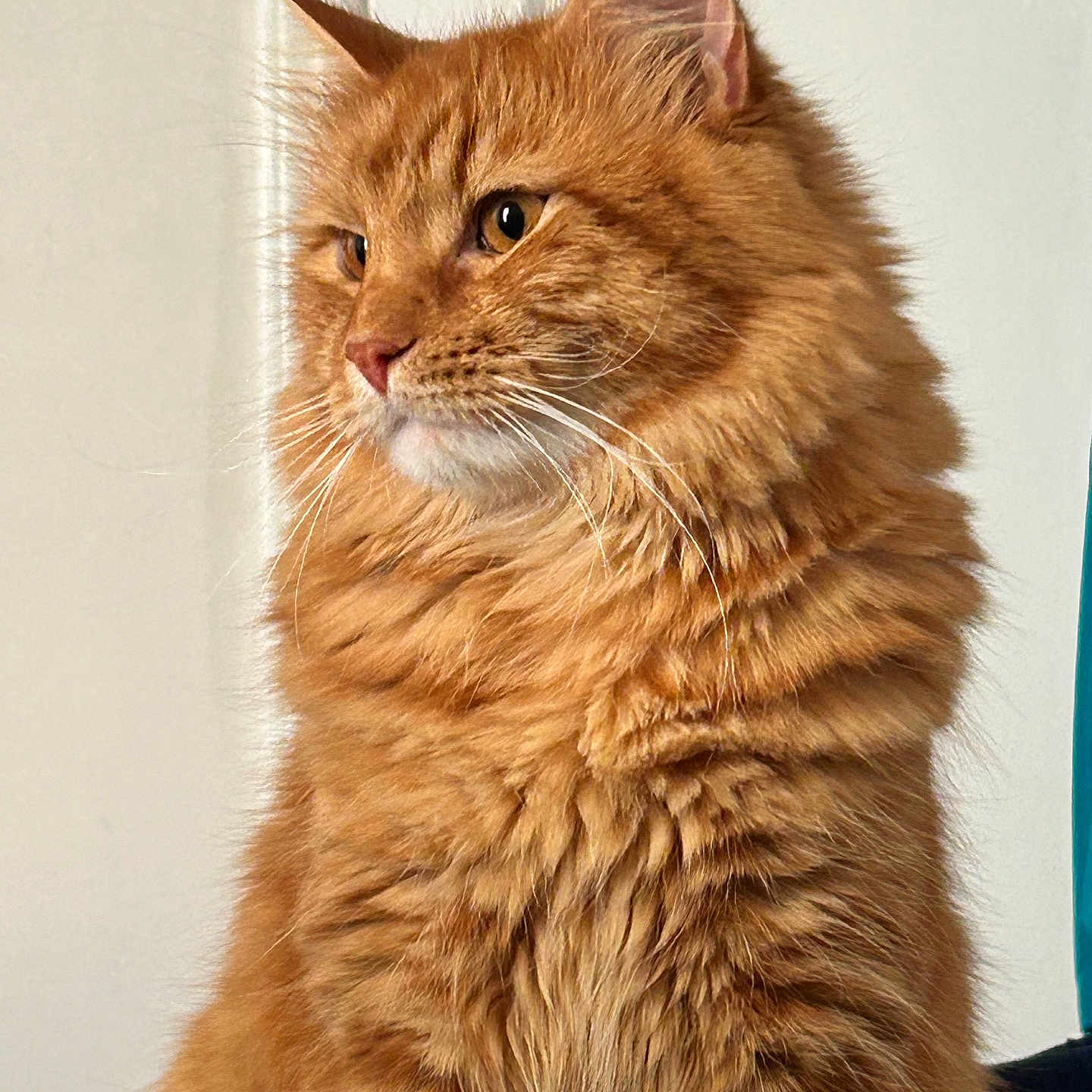 Louie