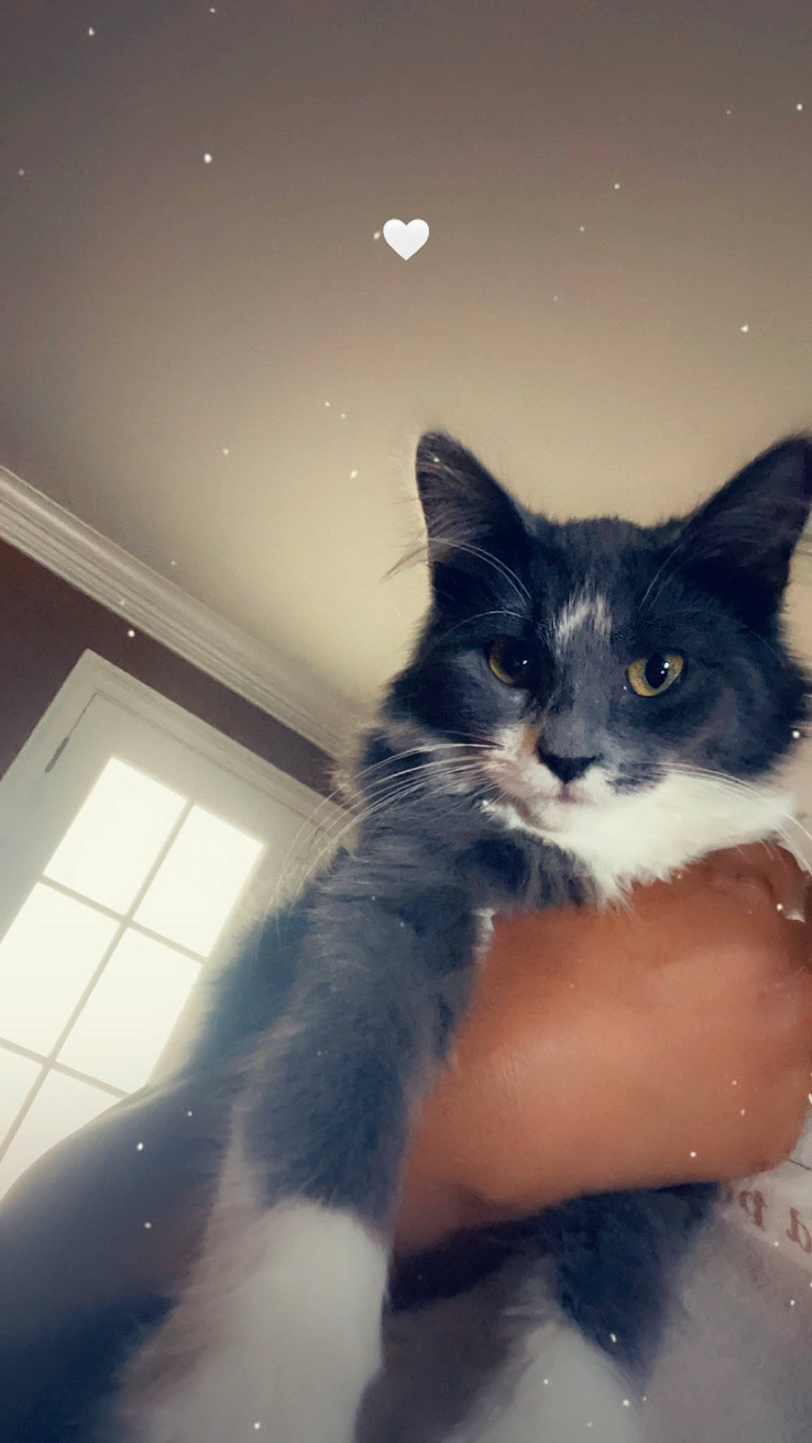 Flo is registered to the contest to win money with this photo: black_cat, carnivore, cat, claw, domestic_short_haired_cat, felidae, foot, fur, human_leg, leg, paw, sitting, small_to_medium_sized_cats, snout, tail, tree, whiskers, window