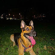 Malty a rejoint le concours — aidez-le/la à gagner de superbes lots ! animal, canine, cars, closeup, dog, ears, flash, german_shepherd, grass, happy, harness, lying_down, night, night_lights, outdoors, panting, park, pet, smile, tongue_out