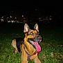 animal, canine, cars, closeup, dog, ears, flash, german_shepherd, grass, happy, harness, lying_down, night, night_lights, outdoors, panting, park, pet, smile, tongue_out