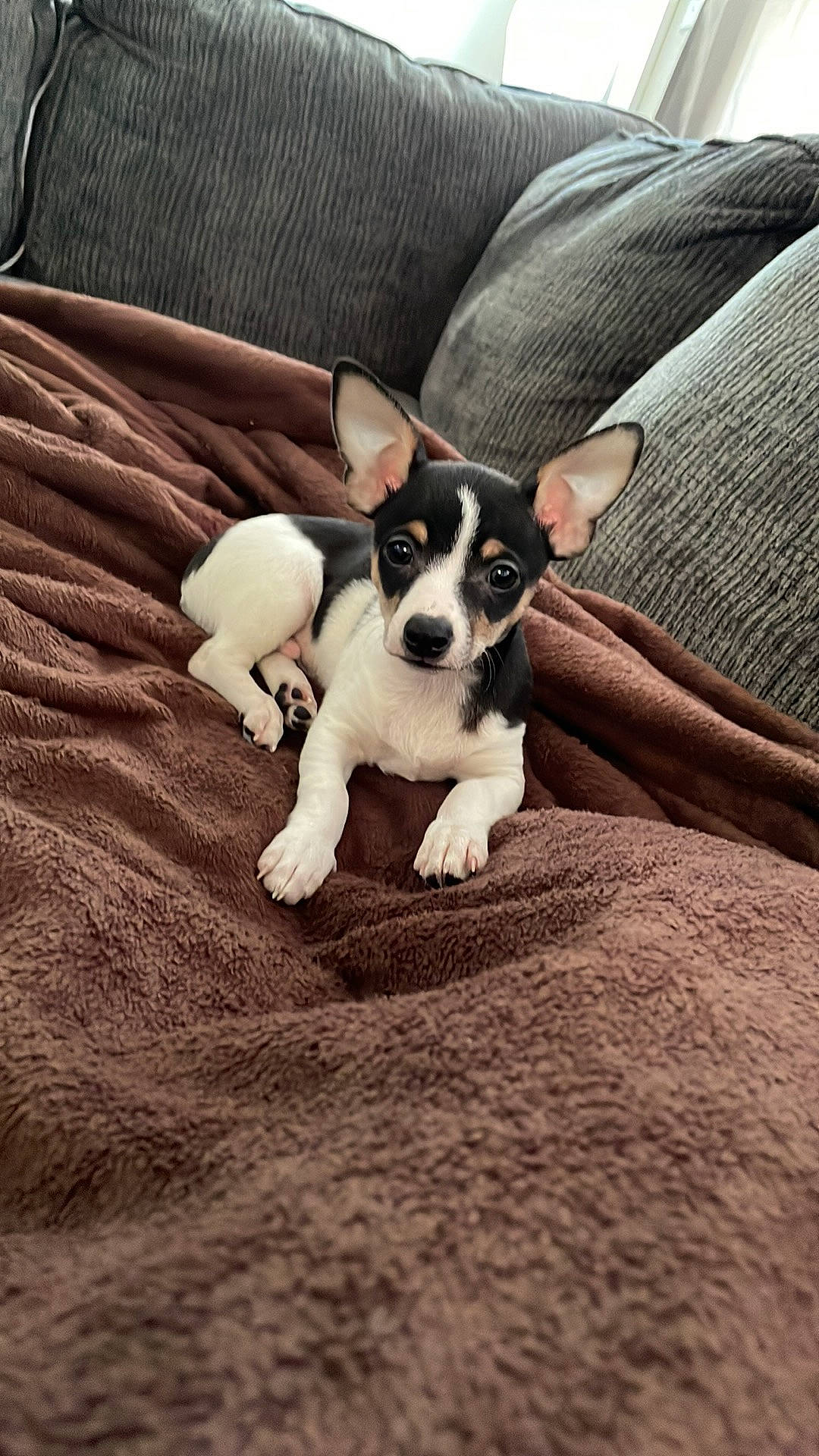 Bubba joined the competition — help win amazing prizes! carnivore, chihuahua, comfort, companion_dog, couch, dog, dog_breed, ear, fawn, grey, linens, paw, puppy_love, russkiy_toy, snout, sporting_group, toy_dog, whiskers, wood, working_animal