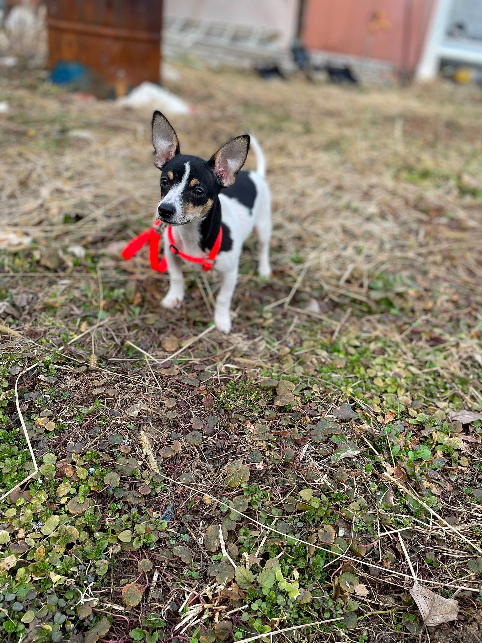 Bubba is registered to the contest to win money with this photo: adventure, boston_terrier, carmine, carnivore, collar, companion_dog, dog, dog_breed, door, fawn, grass, house, plant, snout, soil, sporting_group, tail, terrestrial_animal, terrier, working_animal