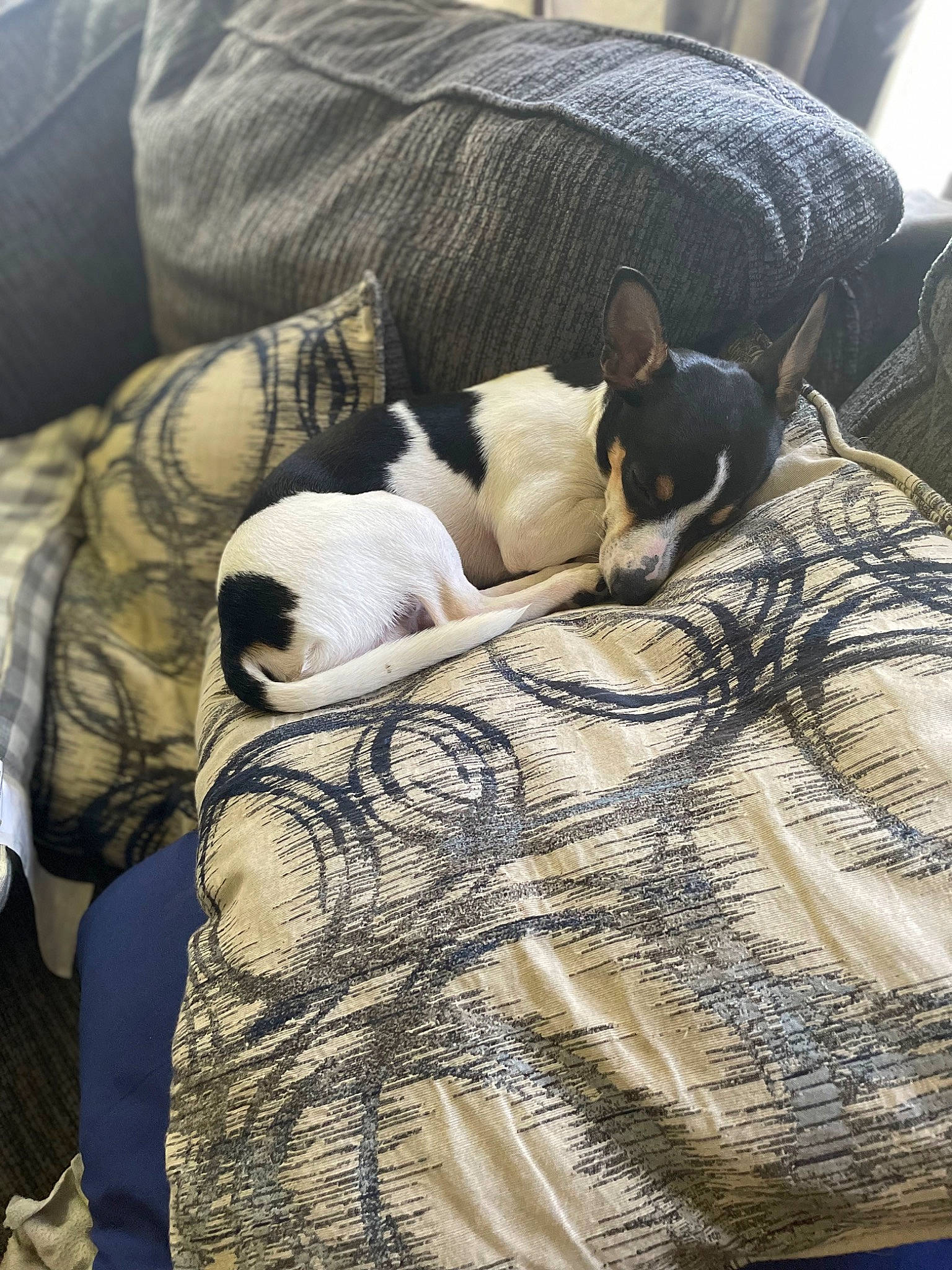 Bubba is registered to the contest to win money with this photo: bedding, carnivore, cat, comfort, companion_dog, dog, dog_breed, fawn, felidae, fur, grey, linens, mammal, pattern, small_to_medium_sized_cats, sporting_group, textile, vertebrate, whiskers, wood