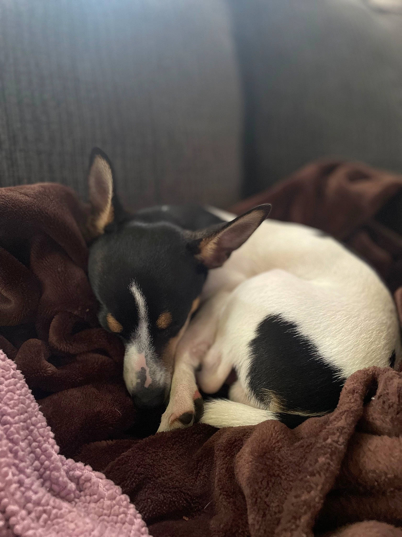 Bubba is registered to the contest to win money with this photo: canidae, carnivore, comfort, companion_dog, dog, dog_breed, ear, nap, non_sporting_group, paw, puppy, puppy_love, russkiy_toy, sleep, snout, sporting_group, terrier, toy_dog, whiskers, working_animal