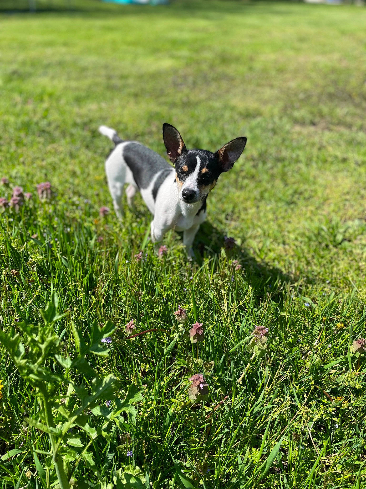 Bubba is registered to the contest to win money with this photo: canidae, carnivore, companion_dog, dog, dog_breed, fawn, flower, grass, grassland, groundcover, herbaceous_plant, landscape, meadow, natural_landscape, pasture, plant, shrub, sporting_group, tail, terrestrial_animal