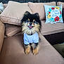 Turd joined the competition — help win amazing prizes! dog, pomeranian, small_dog, pet, puppy, fluffy, fur, couch, sofa, pillow, home_decor, smiling, portrait, sitting, shirt, white_shirt, indoor, patio, tongue_out, cute