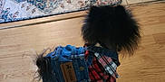 Turd is registered to the contest to win money with this photo: dog, pet, clothing, denim_overalls, plaid_shirt, wooden_floor, rug, litter_box, fluffy, small_dog, outfit, indoors, fur, back_view, walking, home, accessory, tile_floor, cute, animal