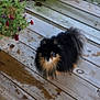 Turd is registered to the contest to win money with this photo: dog, pomeranian, small_dog, black_and_tan, fluffy_fur, porch, wooden_deck, wet_spots, flower_pot, flowers, plant, pet, outdoor, tail, closeup, gallery_screenshot, mobile_ui, paw_prints, weathered_wood, portrait_view