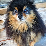 Turd is registered to the contest to win money with this photo: dog, pomeranian, small_dog, fluffy, fur, closeup, portrait, wooden_deck, outdoor, pet, canine, eyes, nose, sitting, brown_and_black, long_hair, cute, gallery_screenshot, smartphone_ui, thumbnail_strip