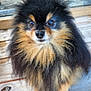dog, pomeranian, small_dog, fluffy, fur, closeup, portrait, wooden_deck, outdoor, pet, canine, eyes, nose, sitting, brown_and_black, long_hair, cute, gallery_screenshot, smartphone_ui, thumbnail_strip