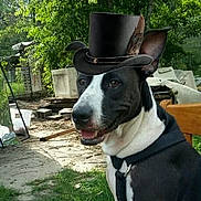 Miss Ruby Brown joined the competition — help win amazing prizes! animal, black_and_white, canine, collar, dog, ear, expression, feather, furniture, garden, greenery, hat, leash, nature, outdoor, pet, portrait, sitting, top_hat, yard