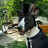 animal, black_and_white, canine, collar, dog, ear, expression, feather, furniture, garden, greenery, hat, leash, nature, outdoor, pet, portrait, sitting, top_hat, yard