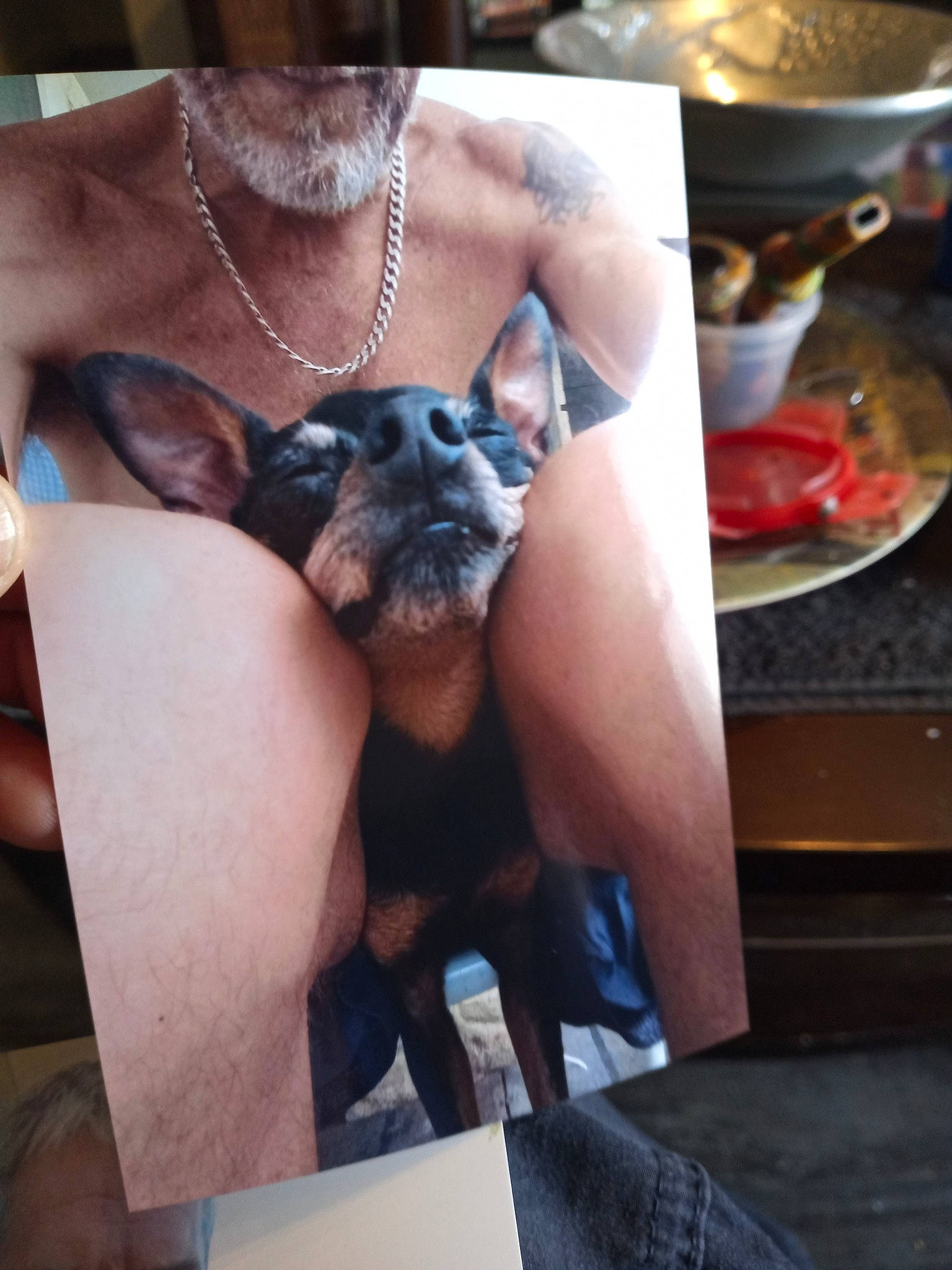 Gizmo is registered to the contest to win money with this photo: black_hair, carnivore, chest, companion_dog, dog_breed, ear, eyewear, fawn, felidae, gesture, human_leg, kitchen_utensil, nail, neck, small_to_medium_sized_cats, snout, tableware, tattoo, thigh, wrist