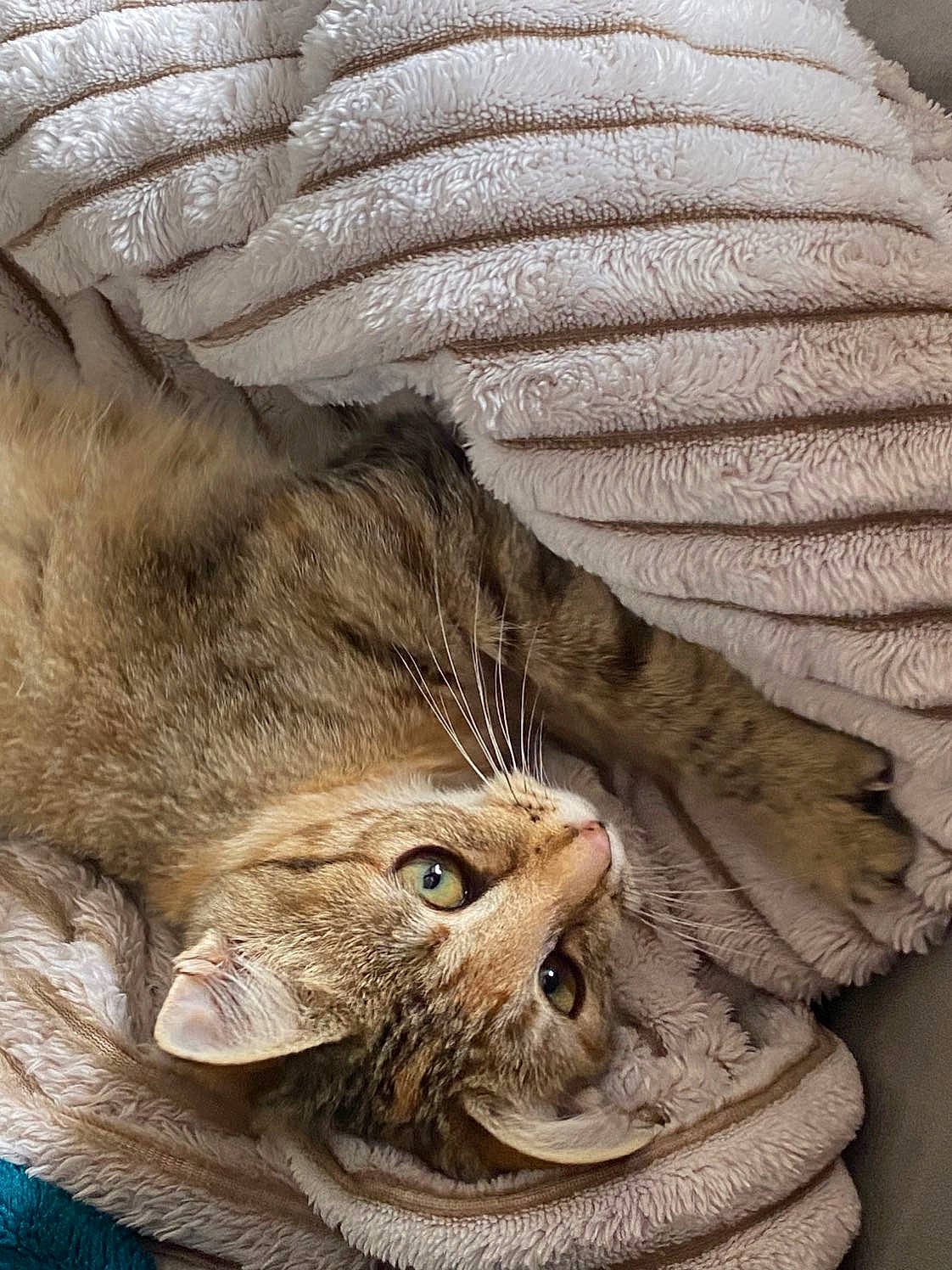 Bonny participe au concours pour gagner de l'argent avec cette photo : american_shorthair, asian, british_semi_longhair, carnivore, cat, claw, domestic_short_haired_cat, dragon_li, european_shorthair, felidae, fur, kitten, norwegian_forest_cat, paw, pixie_bob, skin, small_to_medium_sized_cats, snout, tabby_cat, whiskers