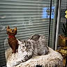 animal, cat, cozy, curtain, decor, flower_pot, fluffy_cat, furniture, furry_blanket, golden_pot, houseplant, indoor, pet, plant, red_collar, relaxed, table, window_reflection, wooden_cat_statue, yellow_orchids