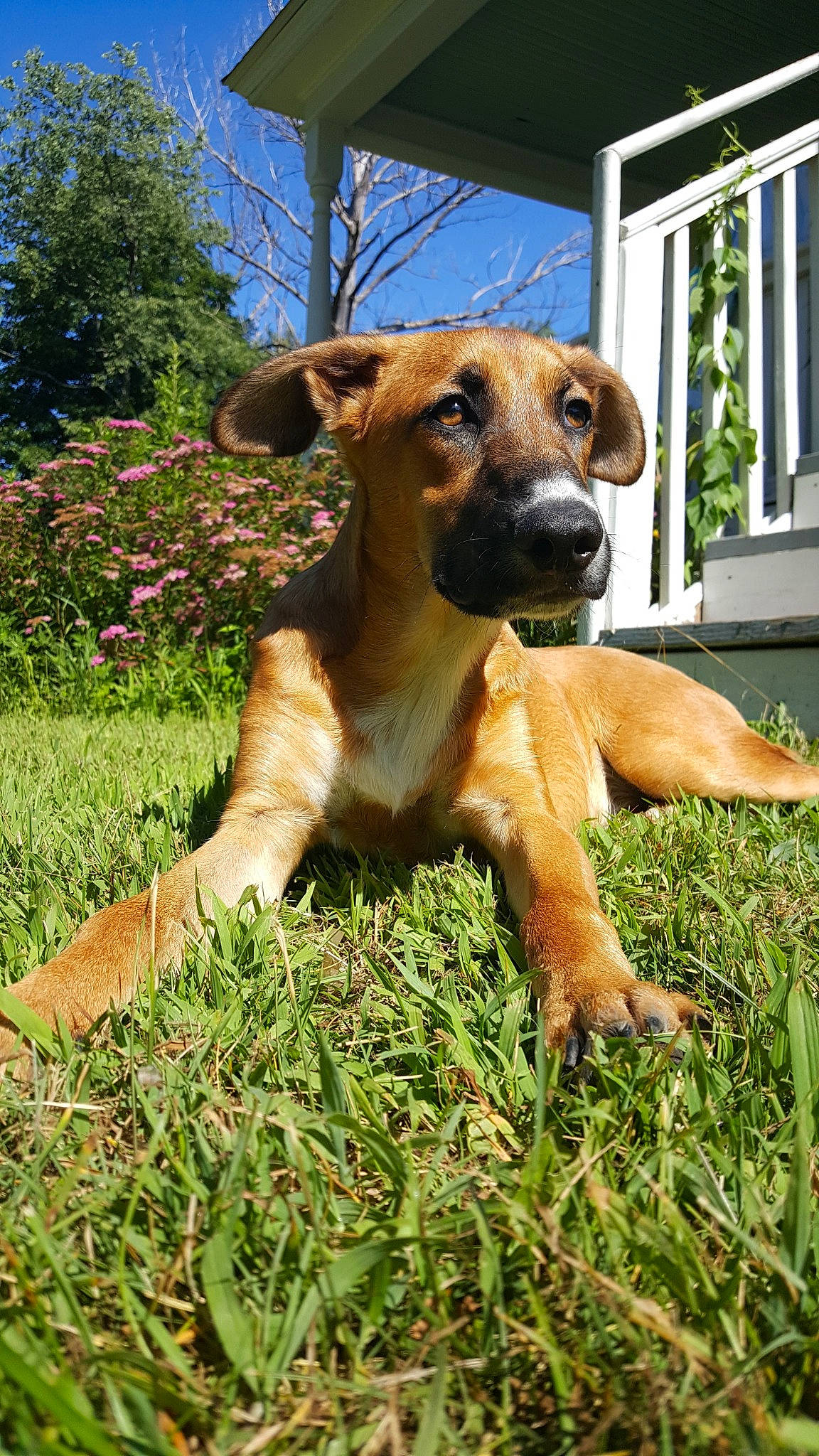 Dante joined the competition — help win amazing prizes! black_mouth_cur, canidae, carnivore, companion_dog, dog, dog_breed, fawn, grass, mammal, mountain_cur, rare_breed_dog, rhodesian_ridgeback, snout, sporting_group, tosa, vertebrate