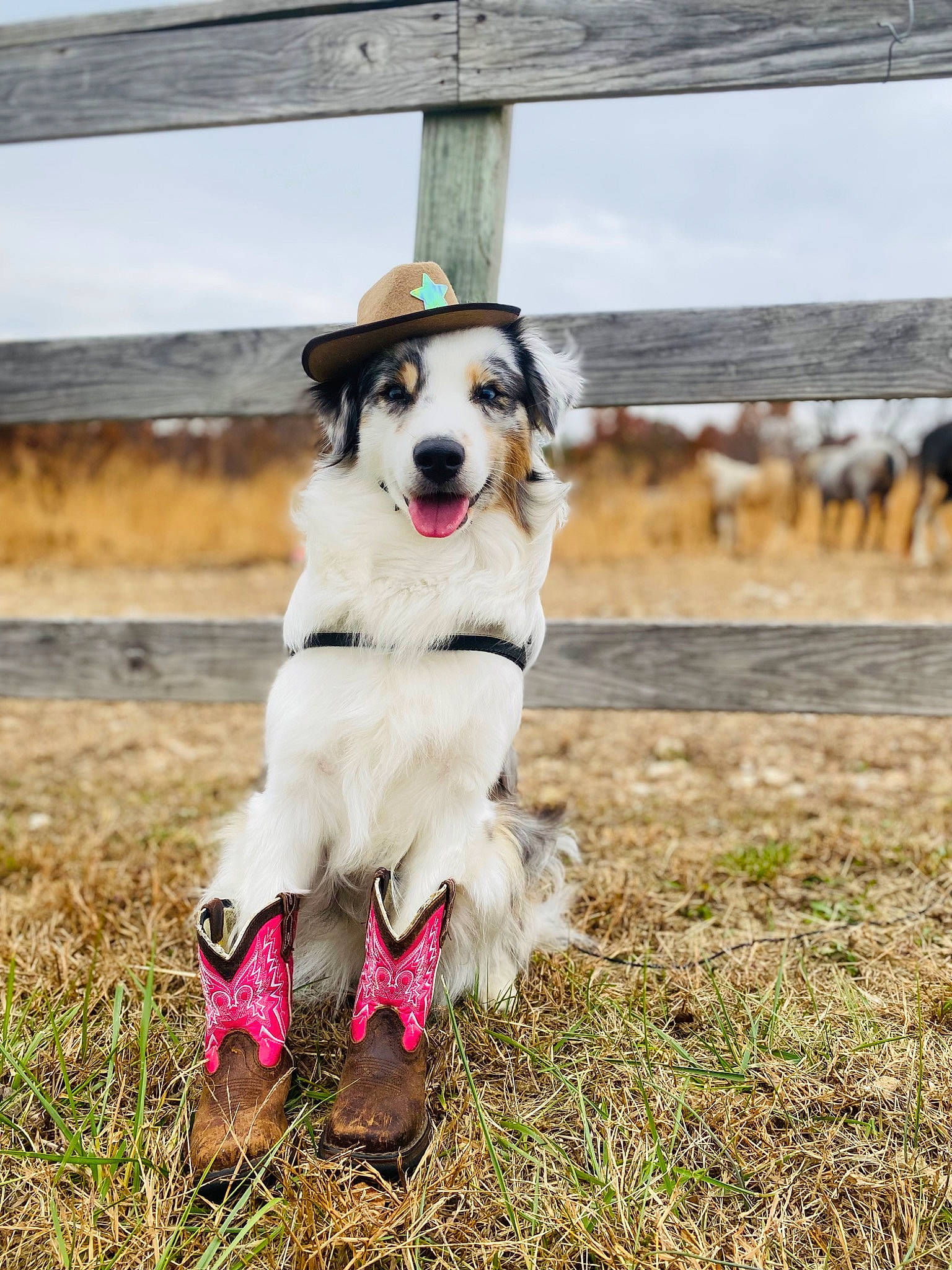 Laney is registered to the contest to win money with this photo: canidae, carnivore, collar, companion_dog, dog, dog_breed, dog_collar, dog_supply, fawn, fur, grass, leash, pet_supply, plant, sky, snout, sporting_group, tail, tree, working_dog