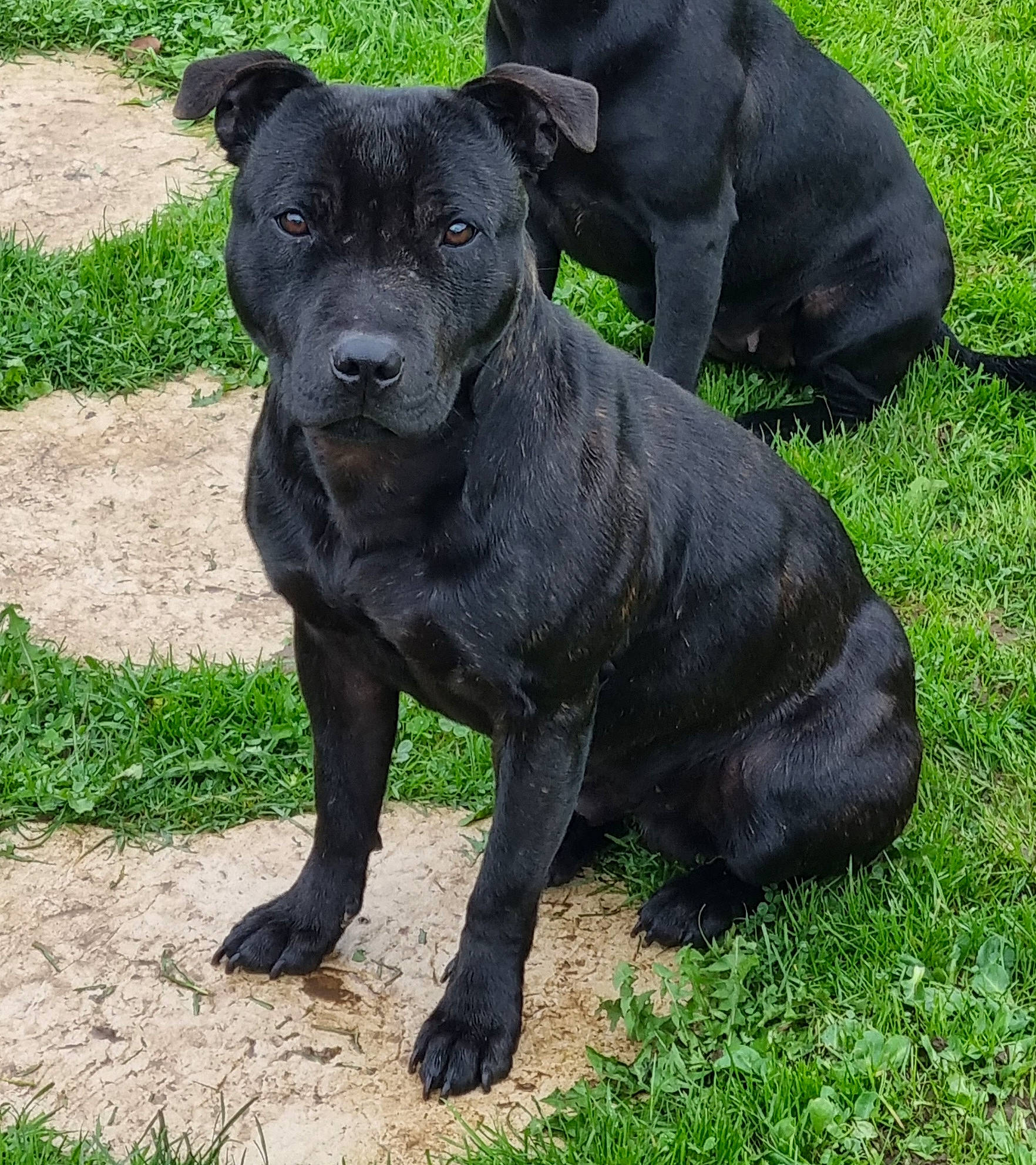 Sly a rejoint le concours — aidez-le/la à gagner de superbes lots ! ancient_dog_breeds, art, canidae, carnivore, companion_dog, dog, dog_breed, fawn, grass, groundcover, molosser, non_sporting_group, plant, puppy, sporting_group, tail, terrestrial_animal, working_animal, working_dog