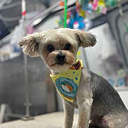 Acer joined the competition — help win amazing prizes! animal, attentive, bandana, blurred_background, colorful, cute, dog, donut_design, ears, face, front_paws, fur, groomed_dog, indoor, pet_salon, sitting, small_dog, table, toys, yellow_bandana