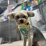 animal, attentive, bandana, blurred_background, colorful, cute, dog, donut_design, ears, face, front_paws, fur, groomed_dog, indoor, pet_salon, sitting, small_dog, table, toys, yellow_bandana