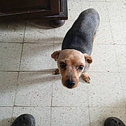 Oscar participe au concours pour gagner de l'argent avec cette photo : accessories, animal, beagle, canine, chihuahua, clothing, dog, footwear, hound, pants, pet, plywood, puppy, runningshoe, sandal, shoe, sneaker, strap, tile, wood