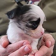 Minnow joined the competition — help win amazing prizes! background_blur, black_fur, closeup, cute, dog, eye, fur, hands, human_hand, indoor, nails, person, pet, pink_nose, portrait, puppy, small_dog, soft_lighting, whiskers, white_fur