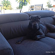 Paf participe au concours pour gagner de l'argent avec cette photo : dog, large_dog, black_dog, shar_pei, pet, animal, couch, sofa, living_room, outdoor, patio, palm_tree, plants, sunlight, lounging, sitting, relaxed, portrait, date_stamp, home