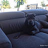 dog, large_dog, black_dog, shar_pei, pet, animal, couch, sofa, living_room, outdoor, patio, palm_tree, plants, sunlight, lounging, sitting, relaxed, portrait, date_stamp, home