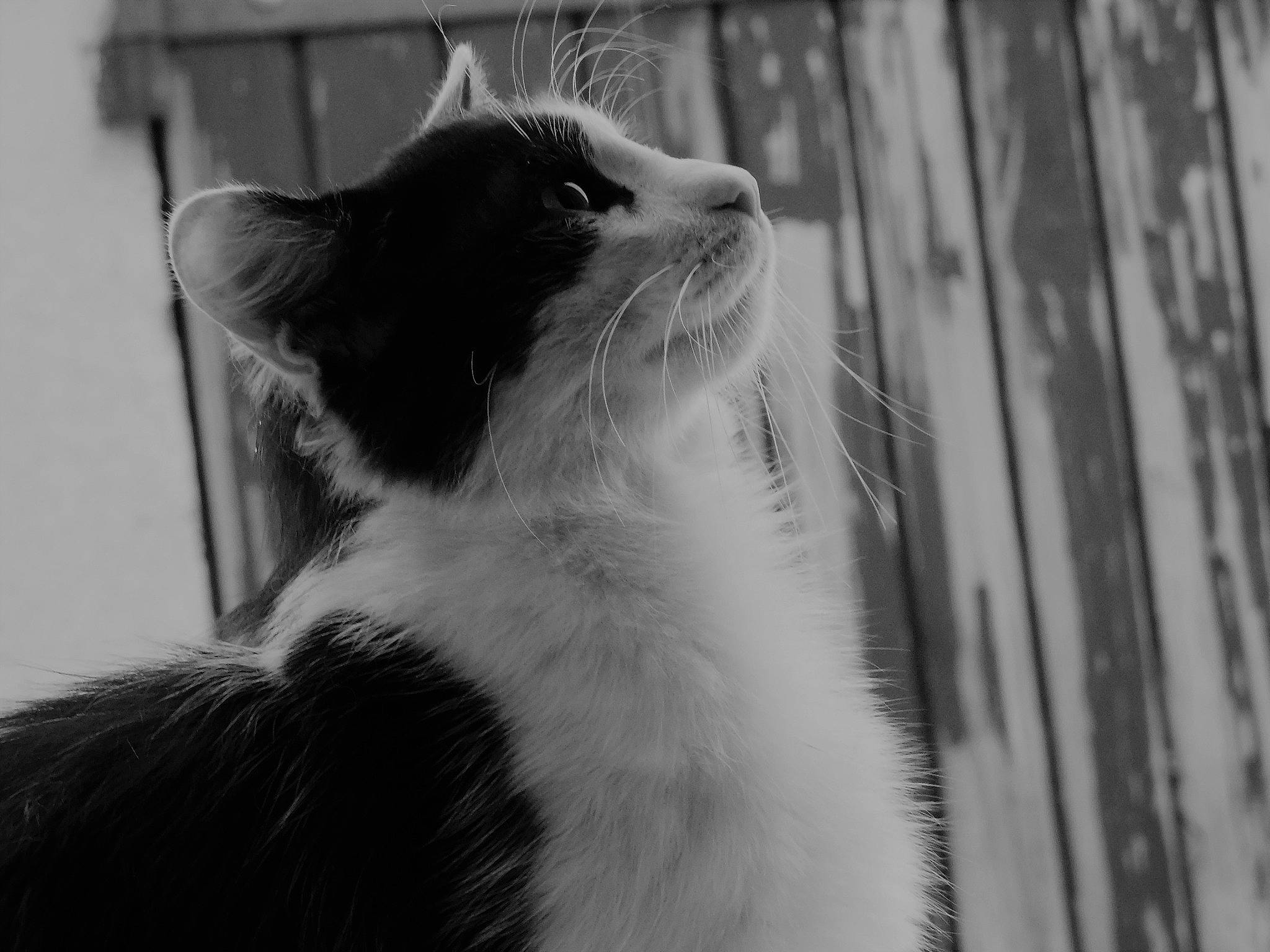 Crado participe au concours pour gagner de l'argent avec cette photo : black, black_and_white, carnivore, cat, ear, eye, felidae, fur, monochrome, monochrome_photography, norwegian_forest_cat, photography, small_to_medium_sized_cats, snapshot, snout, style, tail, whiskers, white, window