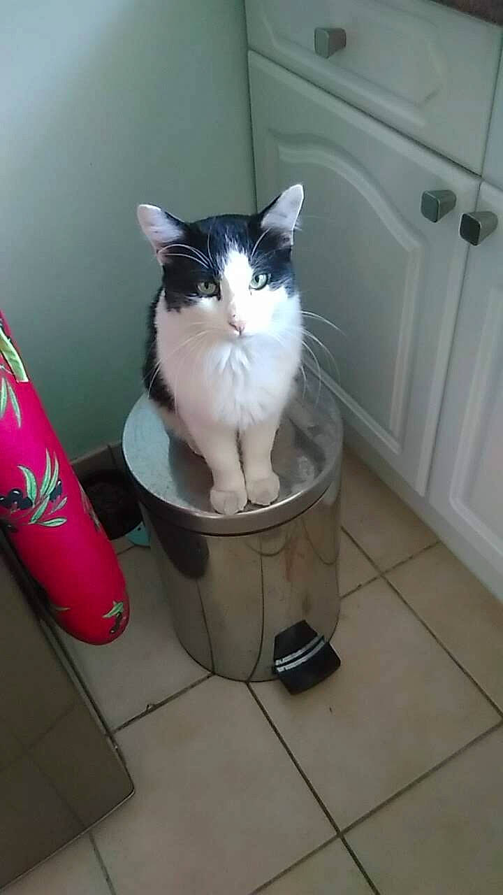 Crado participe au concours pour gagner de l'argent avec cette photo : carnivore, cat, domestic_long_haired_cat, domestic_short_haired_cat, european_shorthair, felidae, kitten, norwegian_forest_cat, polydactyl_cat, small_to_medium_sized_cats, waste_container, whiskers