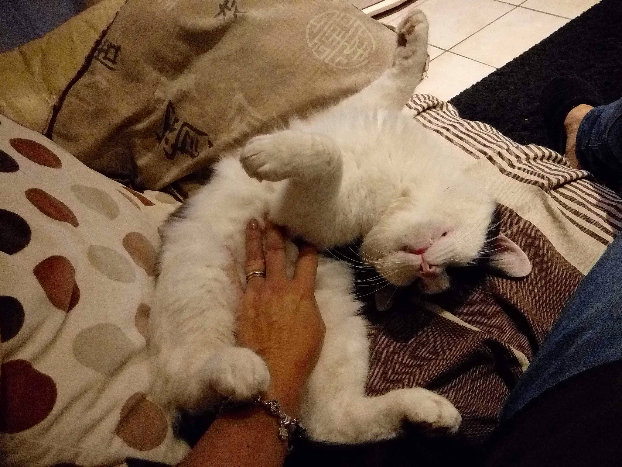 Crado participe au concours pour gagner de l'argent avec cette photo : asian, carnivore, cat, ear, felidae, fur, kitten, leg, love, nap, nose, paw, polydactyl_cat, sky, sleep, small_to_medium_sized_cats, tail, turkish_van, whiskers