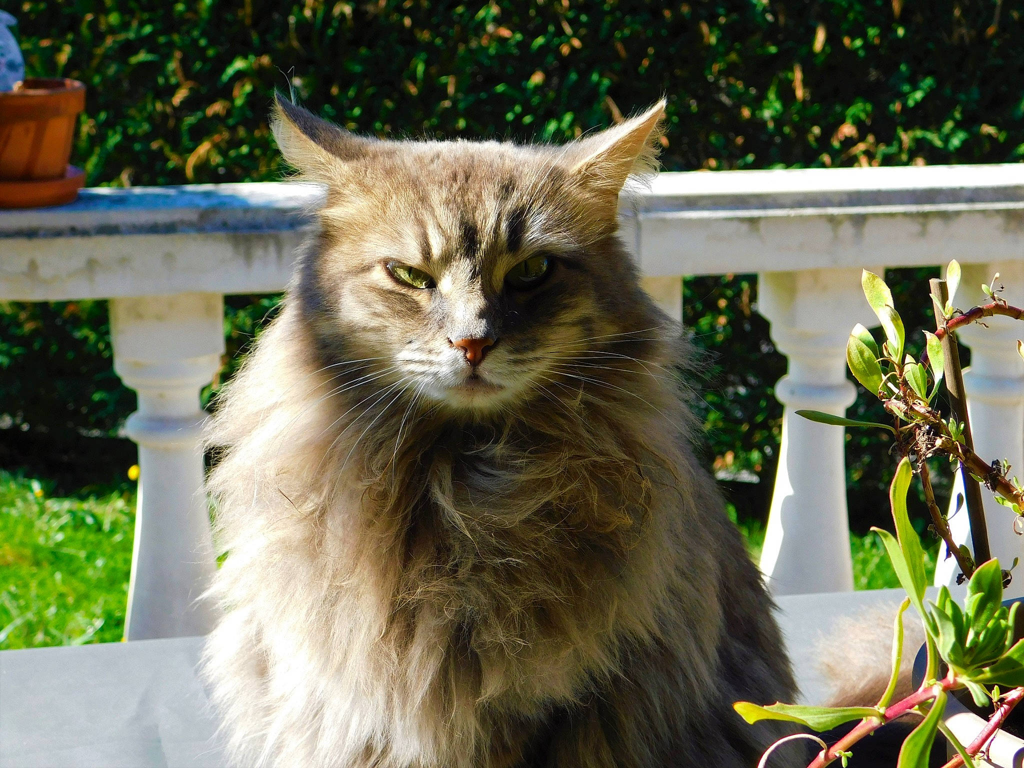 Duchesse a rejoint le concours — aidez-le/la à gagner de superbes lots ! asian, asian_semi_longhair, british_semi_longhair, carnivore, cat, cymric, domestic_long_haired_cat, domestic_short_haired_cat, fawn, felidae, maine_coon, mammal, norwegian_forest_cat, ragamuffin, siberian, small_to_medium_sized_cats, tabby_cat, vertebrate, whiskers, wild_cat