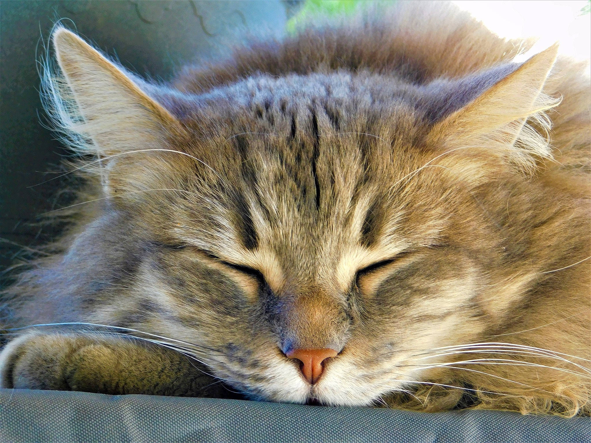 Duchesse participe au concours pour gagner de l'argent avec cette photo : carnivore, cat, close_up, domestic_short_haired_cat, dragon_li, european_shorthair, felidae, fur, kitten, mammal, nap, norwegian_forest_cat, pixie_bob, siberian, sky, sleep, small_to_medium_sized_cats, snout, tabby_cat, whiskers